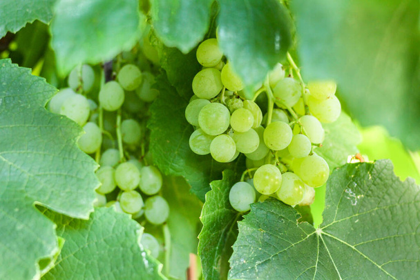 A closeup of green grape clusters on the vine - Photo, image