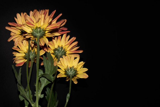 primer plano de hermosas flores sobre fondo oscuro - Foto, imagen