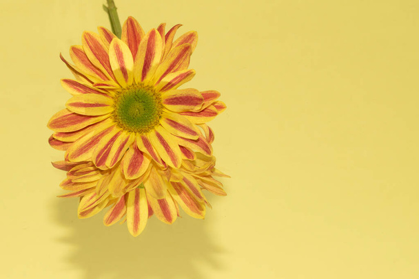Πολύχρωμα φθινοπωρινά λουλούδια, κοντινό πλάνο  - Φωτογραφία, εικόνα