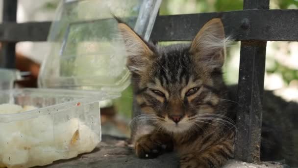 Schläfriges obdachloses Kätzchen blickt in die Kamera. Konzept der streunenden Tiere - Filmmaterial, Video