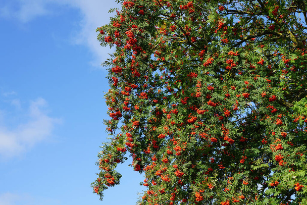 yeşil yapraklı bir dalın üzerinde mavi bir gökyüzüne karşı kırmızı dağ küllerinden oluşan olgun meyveler. - Fotoğraf, Görsel
