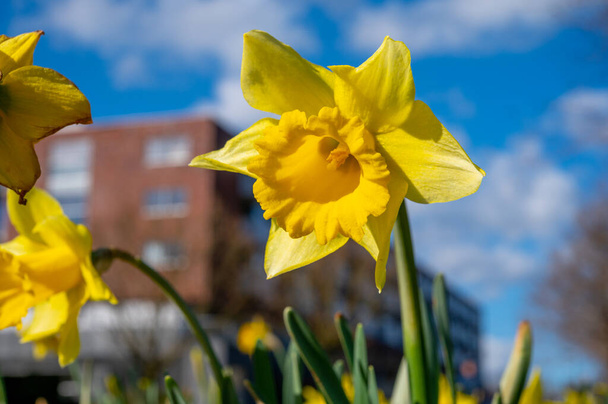 Wiosna w mieście, kwiat żółtych żonkili narcyz kwiaty w słoneczny dzień z nowoczesnym domem na tle - Zdjęcie, obraz