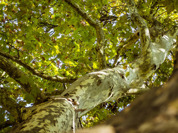 Όμορφη θόλο φύλλωμα ενός μεγάλου πλατύφυλλου σε μια ηλιόλουστη ημέρα του φθινοπώρου  - Φωτογραφία, εικόνα