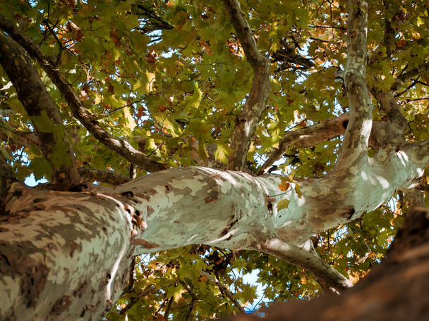 Όμορφα φύλλα θόλο ενός μεγάλου πλατάνου σε μια ηλιόλουστη μέρα του φθινοπώρου  - Φωτογραφία, εικόνα