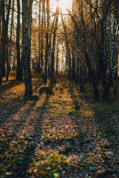 Beautiful evening scene in the forest with sun rays and long shadows. - 写真・画像