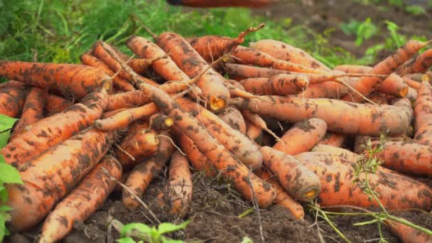Mano en guantes apilan zanahorias en un montón, la cosecha de zanahorias, zanahorias vegetales de la tierra - Metraje, vídeo