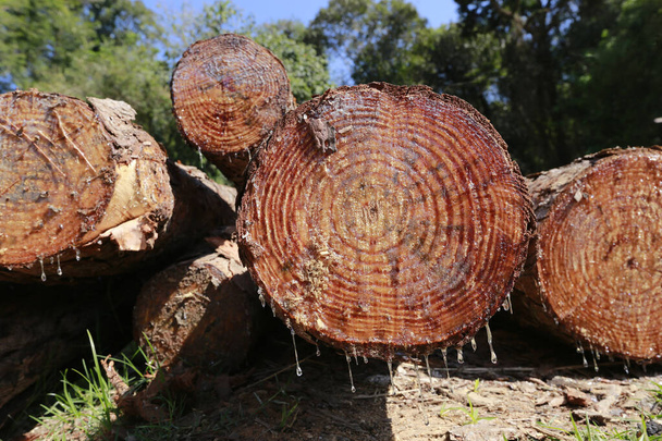 Egy halom fa rönk fűrészmalomban, fa deszkák gyártásához a kék ég háttere alatt - Fotó, kép