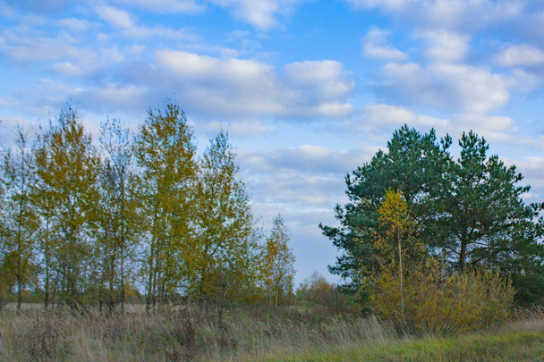 Green and yellow trees under a beautiful blue sky. Autumn landscape in clear weather. - Fotó, kép