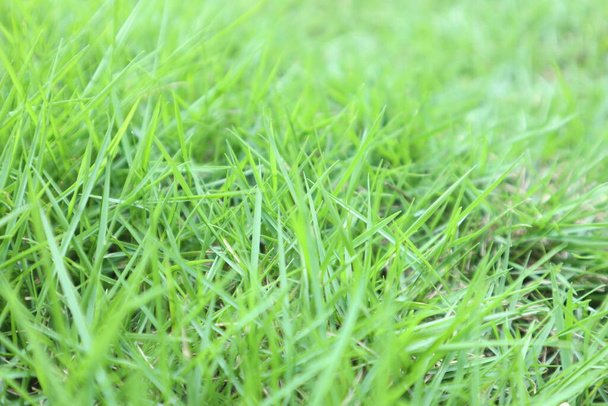 Tuore vihreä lähikuva ruoho Bakcground - Valokuva, kuva