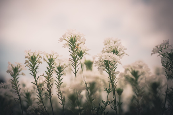 White flower vintage - Fotoğraf, Görsel
