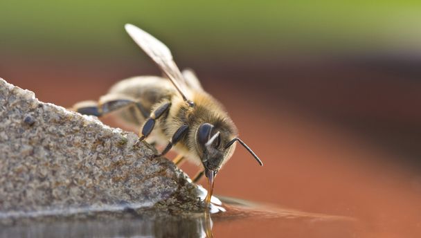 Boire de l'abeille
 - Photo, image