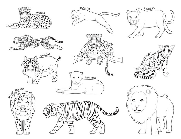 Feline Tiger Set Various Kind Identify Cartoon Vector Black and White - Vetor, Imagem