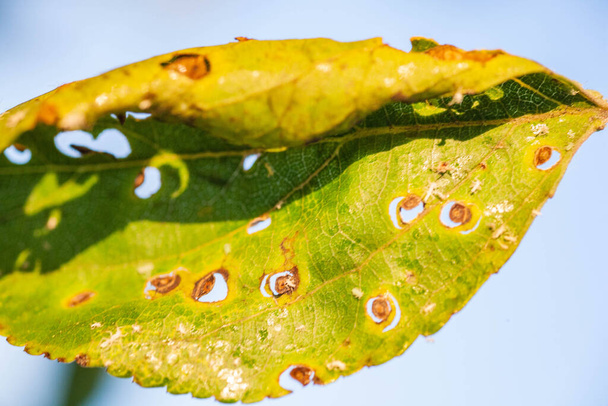 害虫や病気によって葉を損傷したアブラムシ - 写真・画像