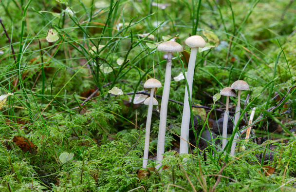 Protostropharia alcis mushrooms growing on moose dung in natural environment - Foto, immagini