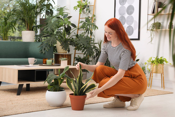 Beautiful woman taking care of houseplant in room - Photo, Image