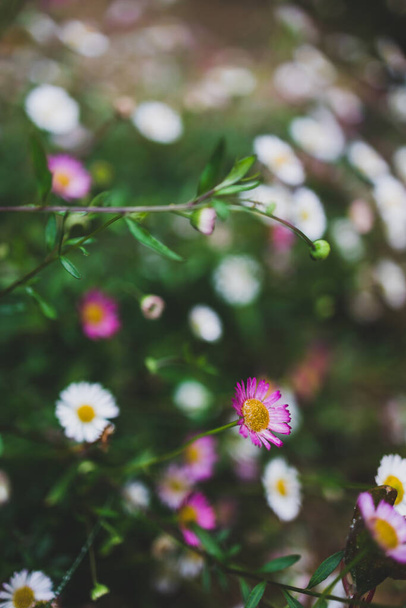 native Australian brachyscome Multifida Cut-Leafed Daisy plant with white and pink flowers outdoor with raindrops in beautiful tropical backyard shot at shallow depth of field - 写真・画像