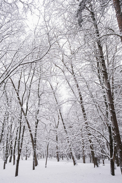 Χειμερινό δάσος με χιονισμένα δέντρα. Εξωτερική σκηνή, Ευτυχισμένο το Νέο Έτος έννοια εορτασμού. Φόντο φύσης. - Φωτογραφία, εικόνα