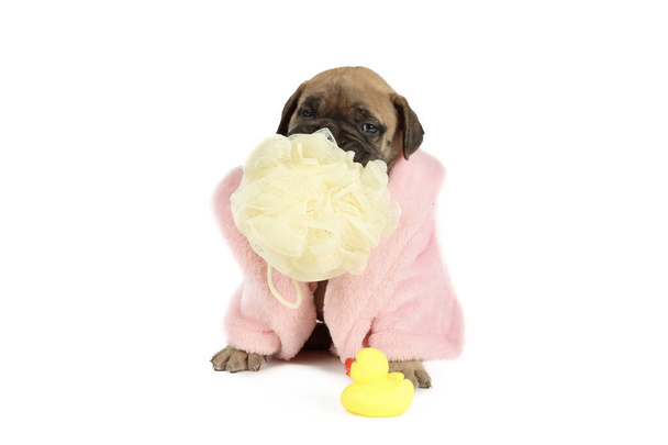 Havlu ve banyo ördeğiyle uzanmış boğa gibi bir köpek. - Fotoğraf, Görsel
