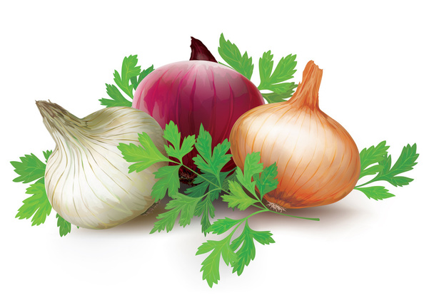 Onions of different colors and parsley - Vector, Image