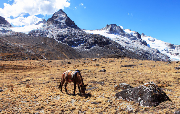 Trekking na bolívia
 - Foto, Imagem