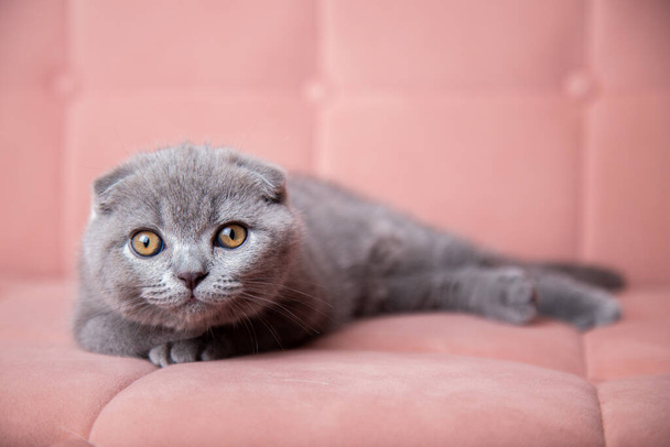 adorable fluffy small grey domestic Kitty lying on pink soft sofa at home. cute fold scottish cat. pets banner - 写真・画像