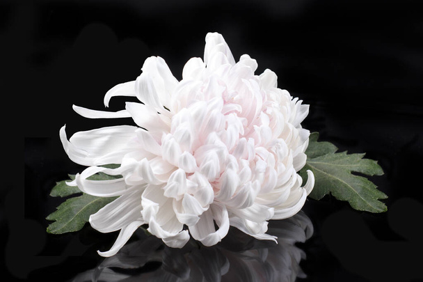 Une grande fleur d'un chrysanthème blanc de la variété Gazelle sur fond noir avec réflexion. - Photo, image