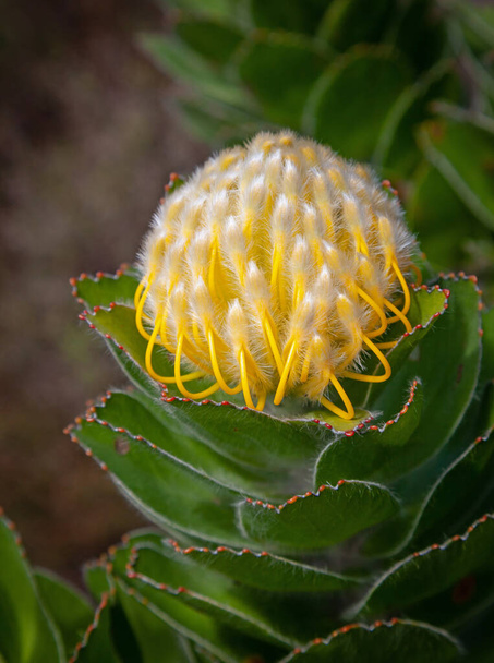 A leucospermum growing in Table Mountain National Park, Western Cape, South Africa. - Photo, Image