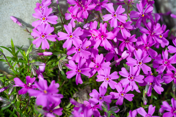Phlox subulata, creeping phlox, moss, moss pink, or mountain   wide area, it is an evergreen perennial forming mats or cushions of hairy, linear leaves. - Photo, Image