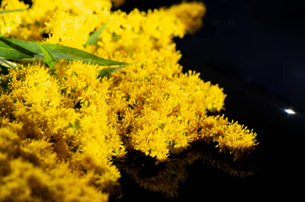 Solidii, commonly referred to as goldenrods. Solidago virgaurea is used as a traditional kidney tonic by herbal medicine practitioners to counteract inflammation and irritation. - Photo, Image