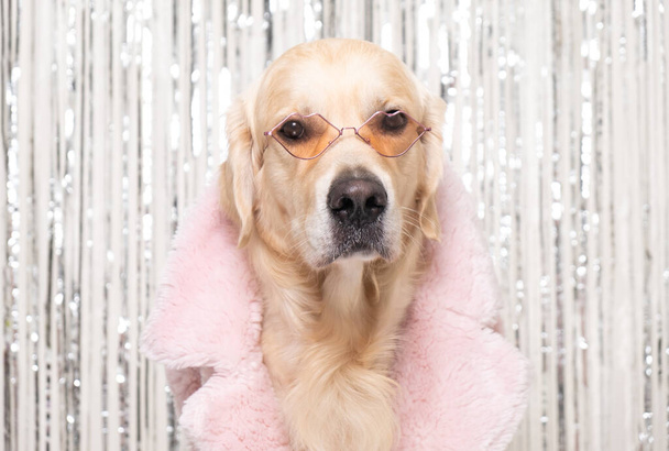 Um cão em um casaco de pele rosa glamouroso e óculos de sol se senta em um fundo brilhante. Retrato engraçado de um cão. Recuperador de ouro na moda. - Foto, Imagem