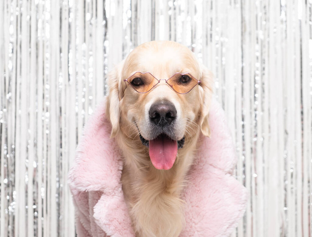 A dog in a glamorous pink fur coat and sunglasses sits on a shiny background. Funny portrait of a dog. Fashionable golden retriever. - Photo, Image