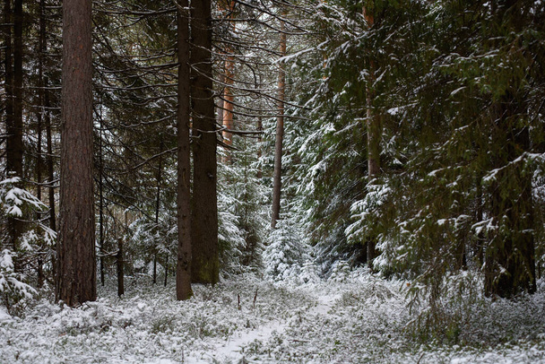 Landscape. Coniferous forest after the first snowfall. - Fotoğraf, Görsel