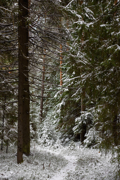 Landschaft. Nadelwald nach dem ersten Schneefall. - Foto, Bild