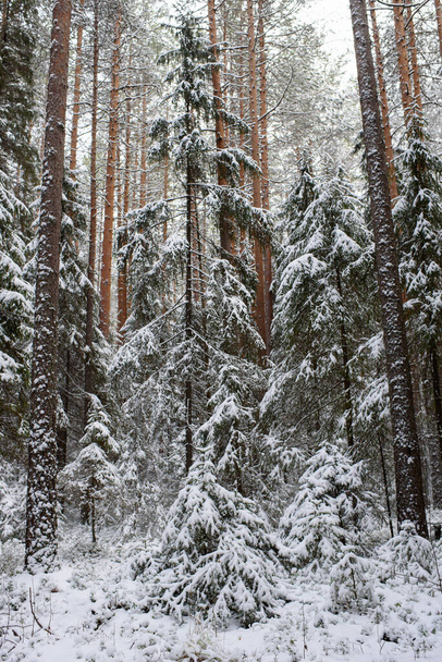 Krajina. Jehličnatý les po prvním sněžení. - Fotografie, Obrázek