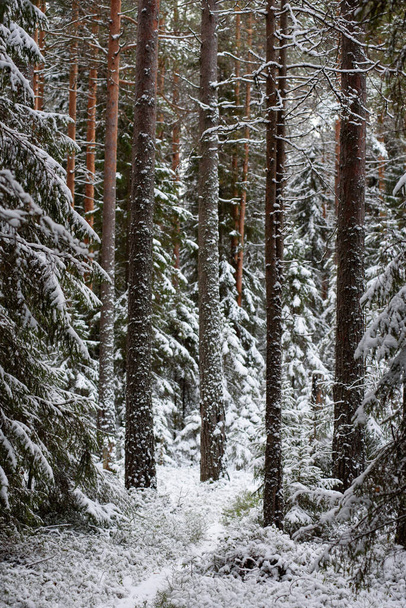 Пейзаж. Хвойные леса после первого снегопада. - Фото, изображение