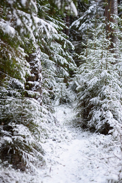 Paesaggio. Foresta di conifere dopo la prima nevicata. - Foto, immagini