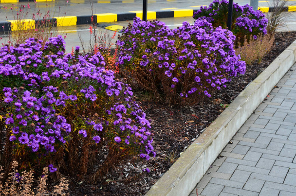 広場、駐車場、コテージの近くにボックスウッドのある岩の上の山々に紫色の花の多年草や草で覆われた秋の花壇。都市の紫色の白い星の多年生  - 写真・画像