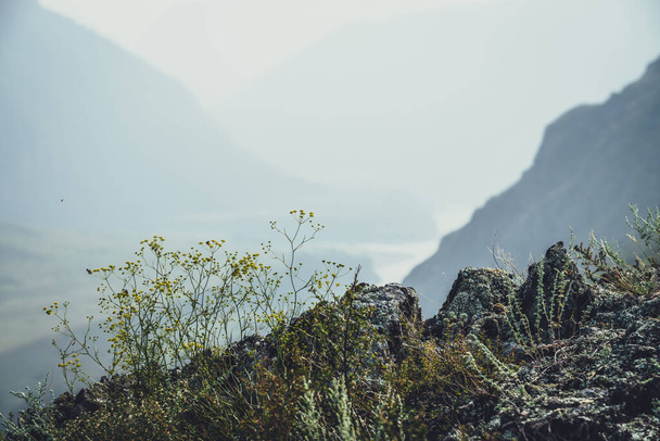 Malerische alpine Landschaft mit kleinen gelben Blumen und grünen Gräsern auf Felsen auf dem Hintergrund des Gebirgsflusses in Unschärfe. Schöne Berglandschaft mit wilder Flora auf Felsen und Bergsilhouetten. - Foto, Bild