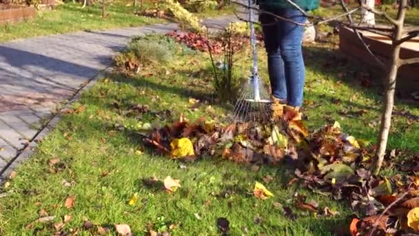 Recolher folhas de outono com um trabalho de ancinho no jardim. Jardineiro raking folhas secas - Filmagem, Vídeo