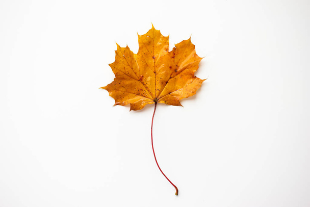 Single golden autumn oak tree leaf on white background. Top view close up studio shot. - Fotó, kép