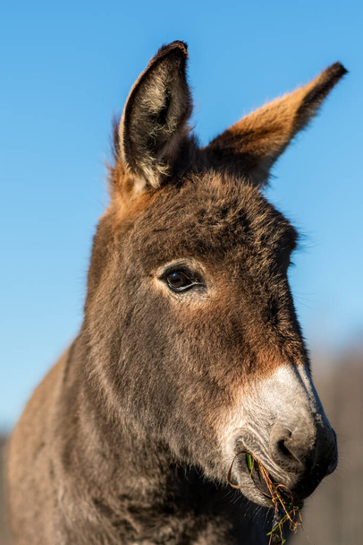 Close up portrait of a cute young donkey chewing grass in sunlight - Foto, imagen