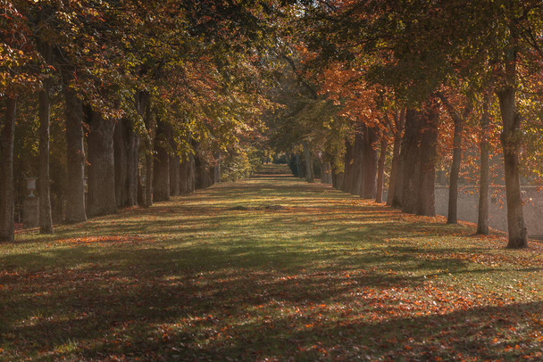 Парквей з колонами осінніх кольорових дерев і ранкового туману
 - Фото, зображення