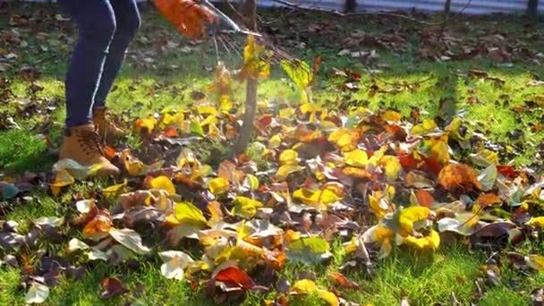 Закрыть садовника, сгребающего сухие листья в осеннем саду. Собирать осенние листья - Кадры, видео