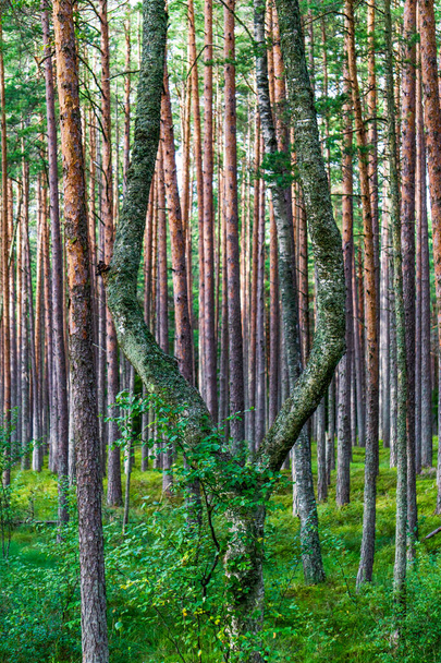 A vertical shot of a pine forest - Фото, изображение