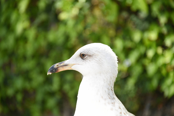 A close-up shot of a white common gull on a blurred background - Zdjęcie, obraz