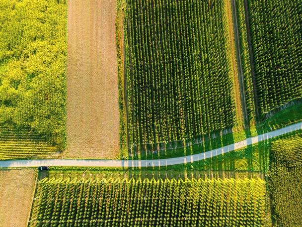 Hop field view from top during harvesting phase and sun reflection - Fotoğraf, Görsel