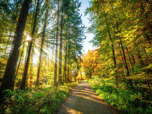 A walk through Bavarians Autumn forest - Foto, Bild