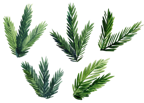 set of spruce branches, drawing watercolors on a white background - Photo, Image