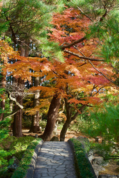A vertical shot of a small path among the trees in the autumn - 写真・画像