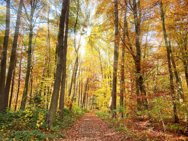 Bavarian Forest pathway at a golden October day - Foto, afbeelding
